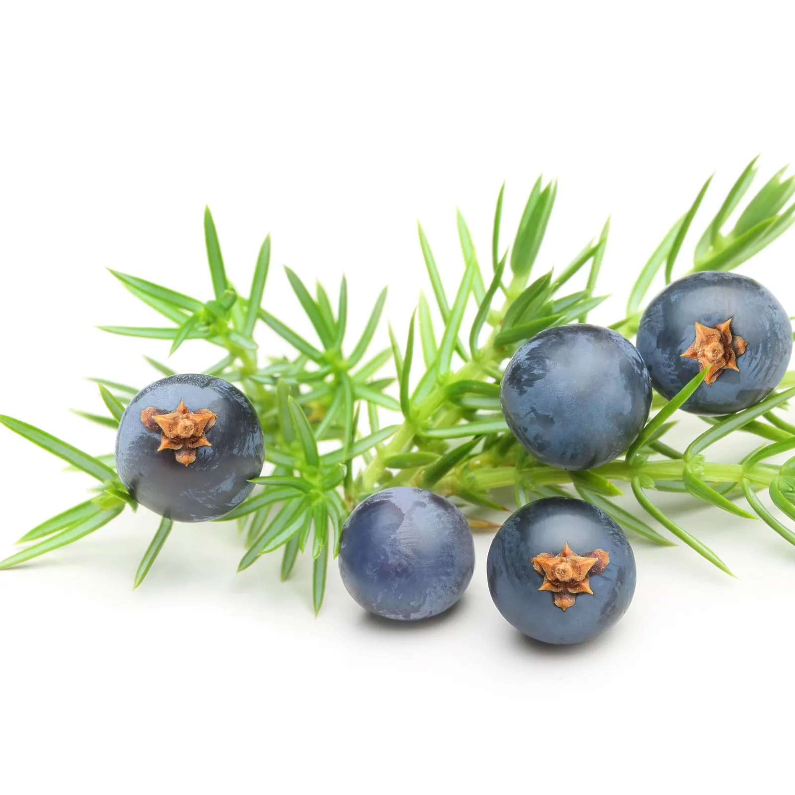 Juniper Berries – Whole European Grade