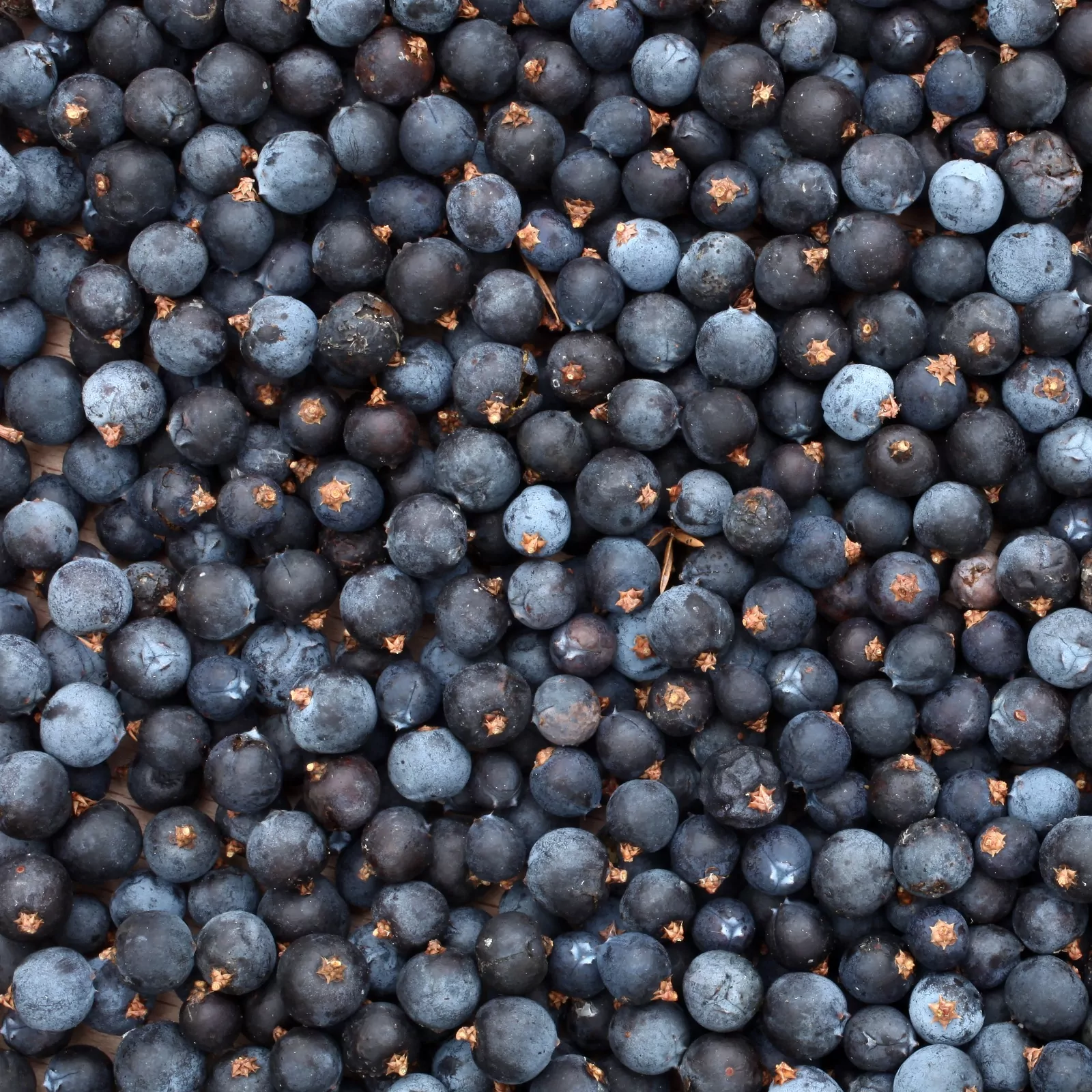 Juniper Berries – Whole European Grade