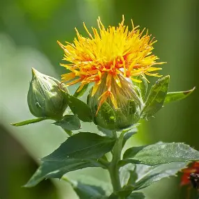 Barg-e-Ma’safar (Safflower Leaves)
