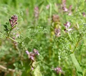 Barg-e-Shahtra (Fumitory Leaves)