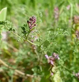 Barg-e-Shahtra (Fumitory Leaves)