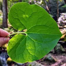 Asaroon (Wild Ginger)